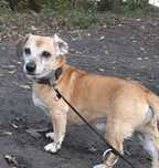 RUBI - w typie jamnika poleca się do adopcji
