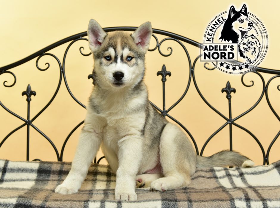 Щенки хаски, документы ксу