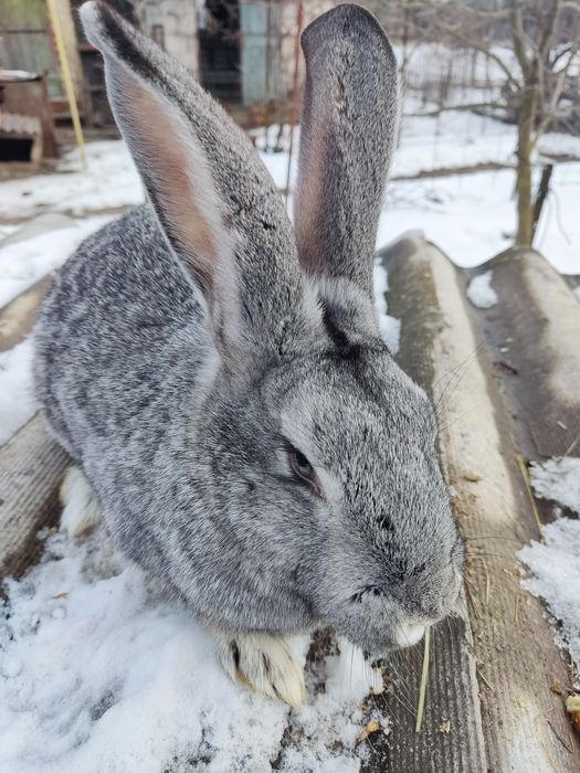 Продам кроличок вік 7 місяці