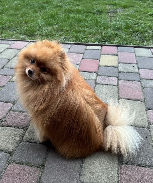 Красивый Шпиц для вязки.