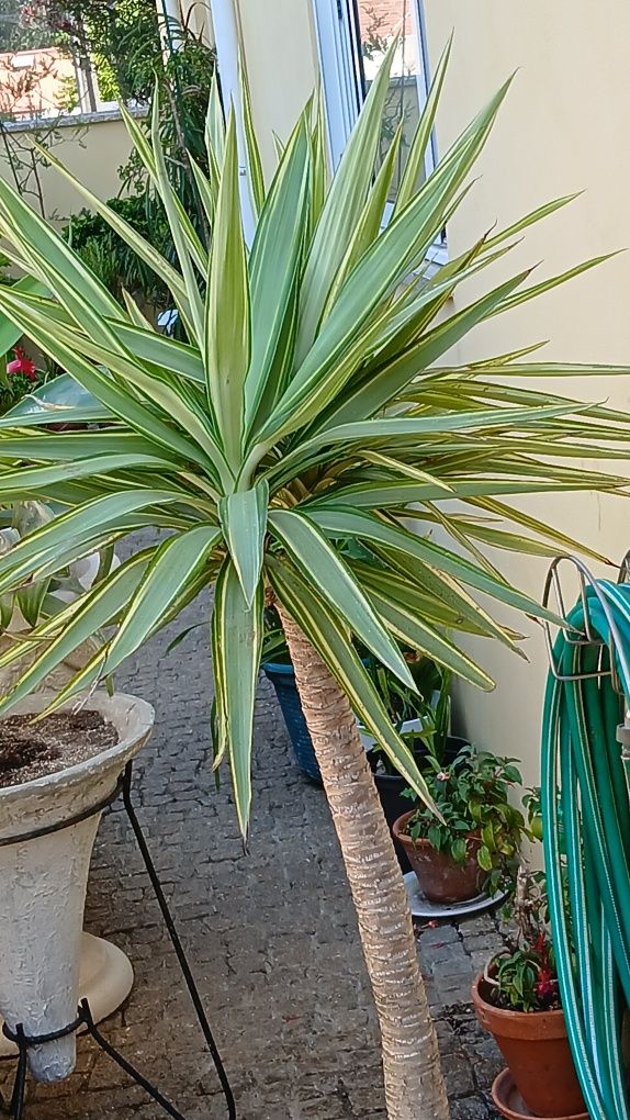 Planta Yuca gloriosa duas cores. lindíssima para uma sala soalheira
