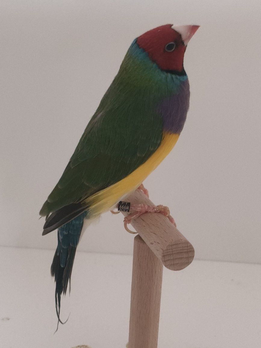 Ultimos machos diamantes gould