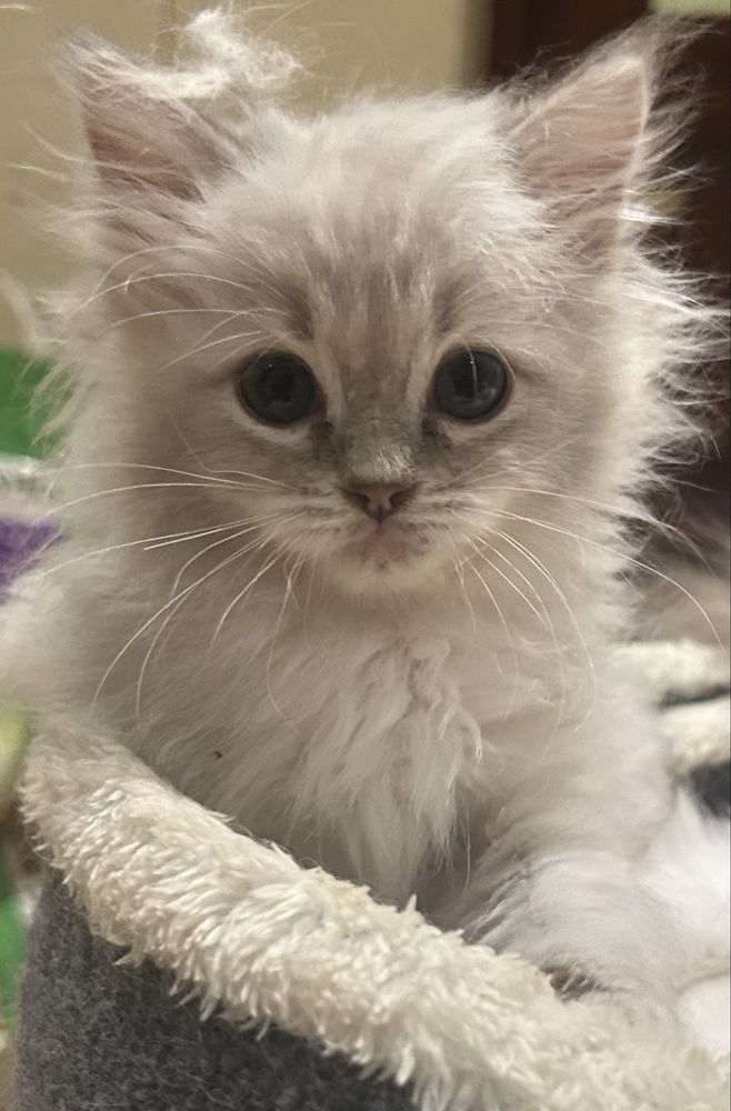Ragdoll kotek Teddy kocurek