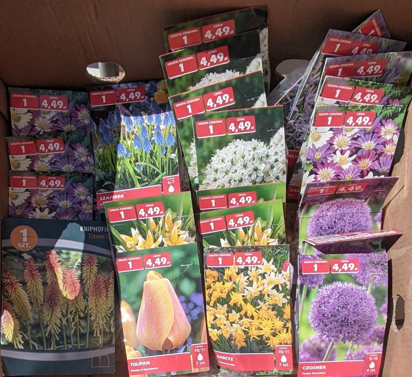 Cebulki mieczyki krokus tulipan szafirki czosnek cebule narcyz mix