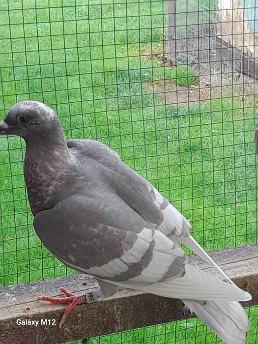 Gołębie pocztowe opal tygrys rubella almond pencil gimpel