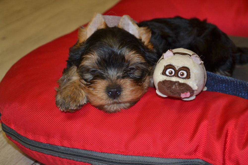 Гарна дівчинка з документами