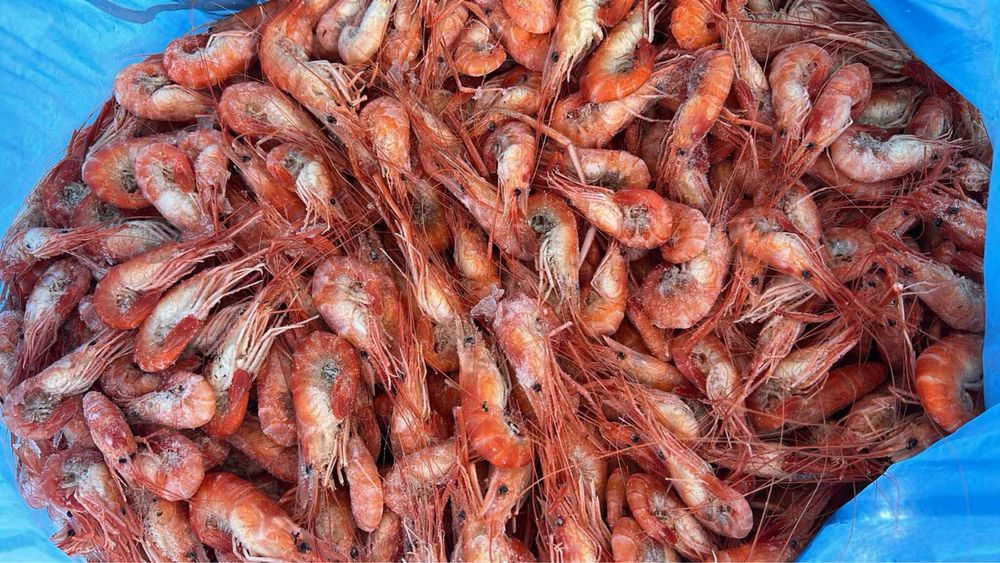 Креветка розенберг