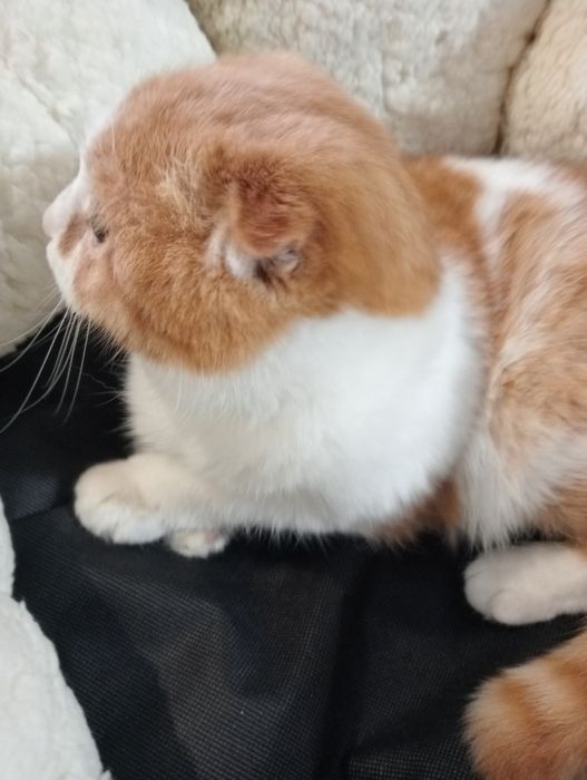 Котик вислоухий мальчик