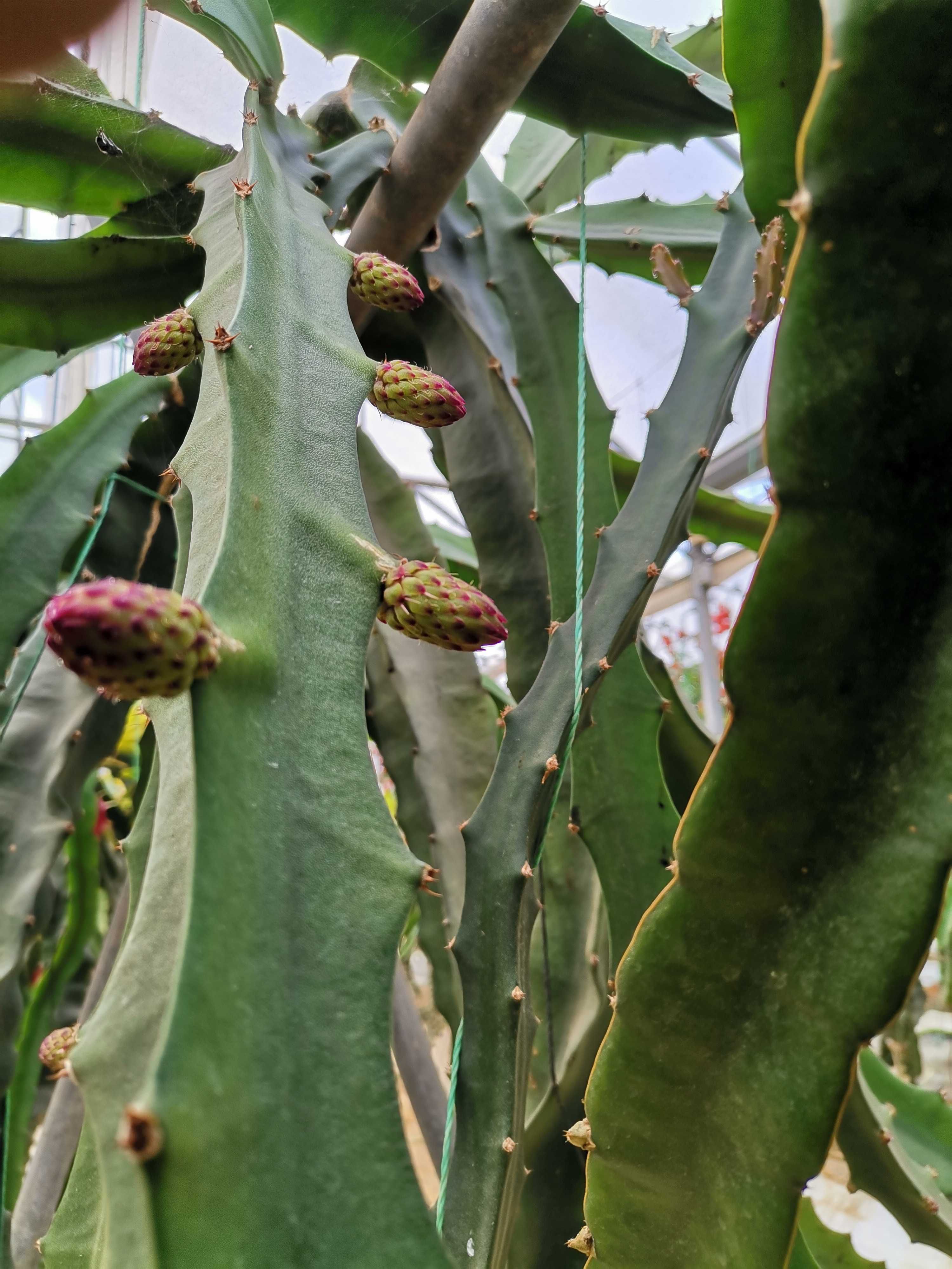 Mudas de Pitaya - Múltiplas Variedades