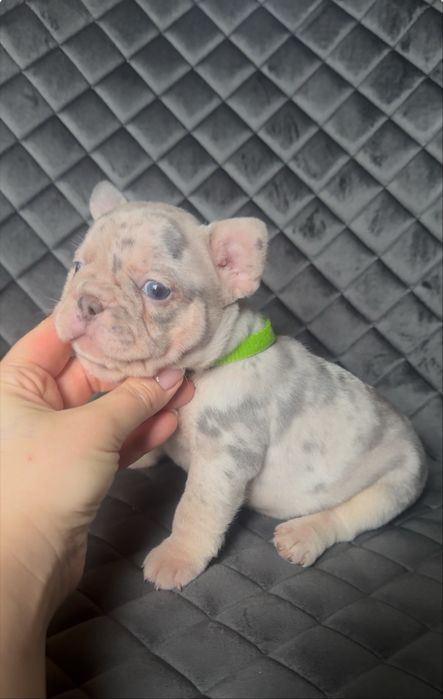 Найкумедніші, Ексклюзивні , Породні французкі бульдоги!