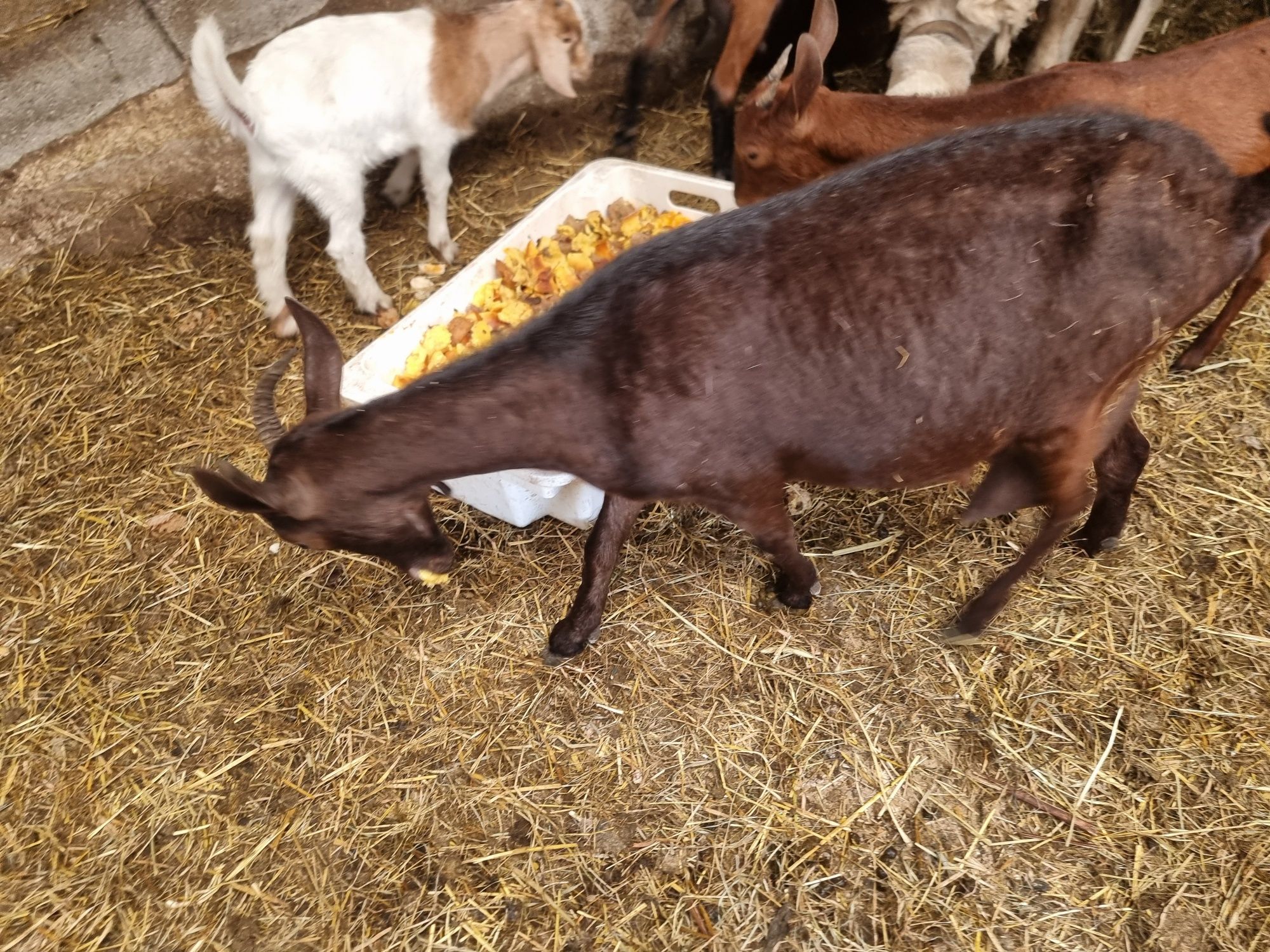 Cabras marciana novas a dar leite.