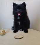 Spitz anão macho