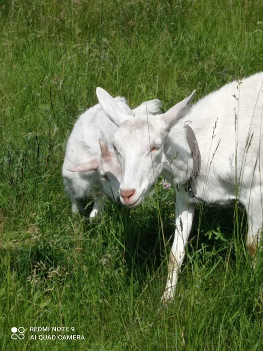Коза, кізочка зааненка
