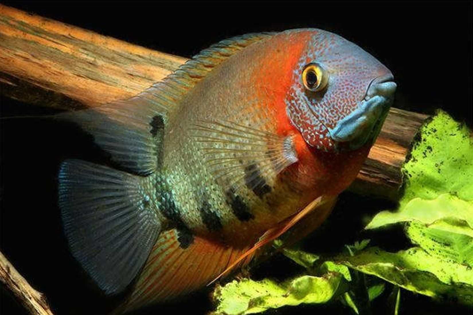 Pielęgnica severum odmiana ROTKEIL - Sewerum - Heros - dowóz, wysyłka
