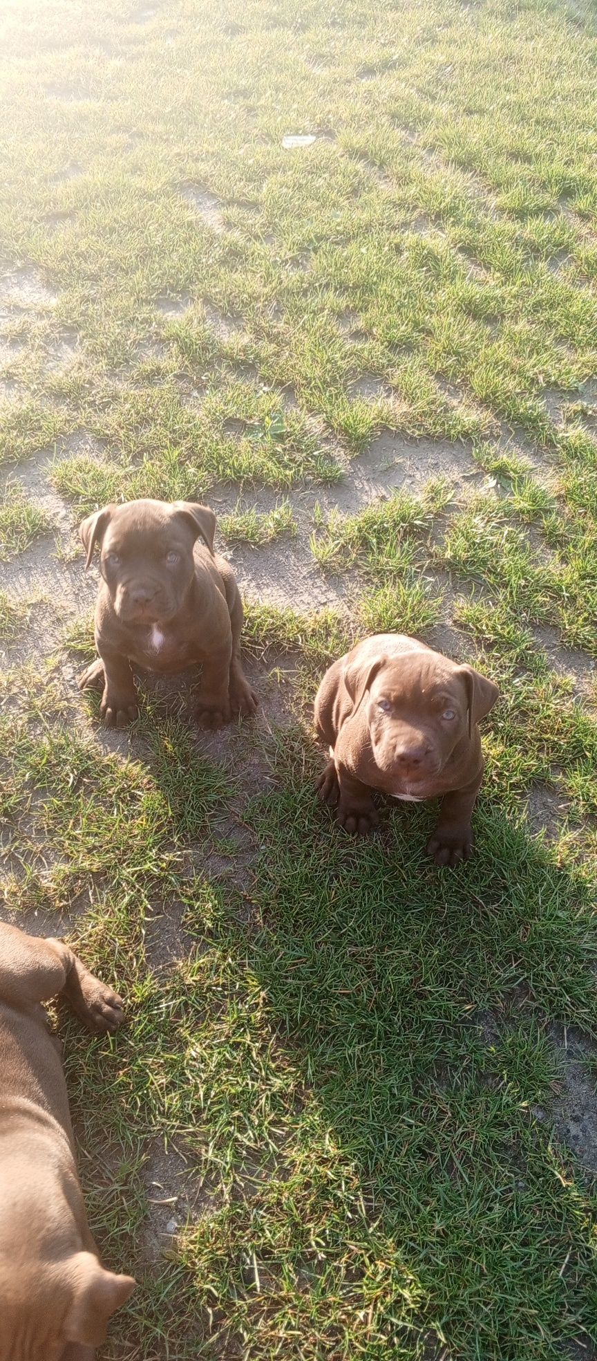 American Pitbull