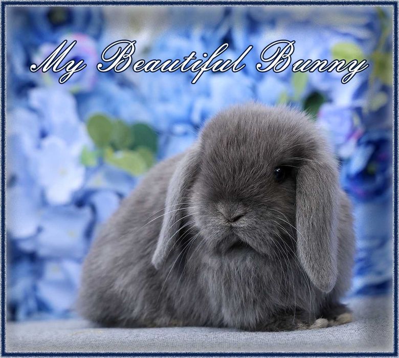 Młody Piękny Królik 100% Mini Lop - Niebieski