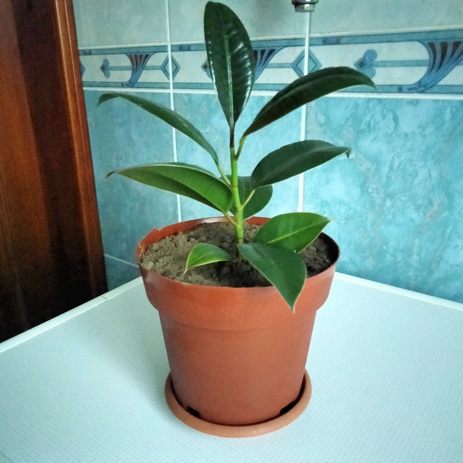 Продам молодий фікус з горщиком