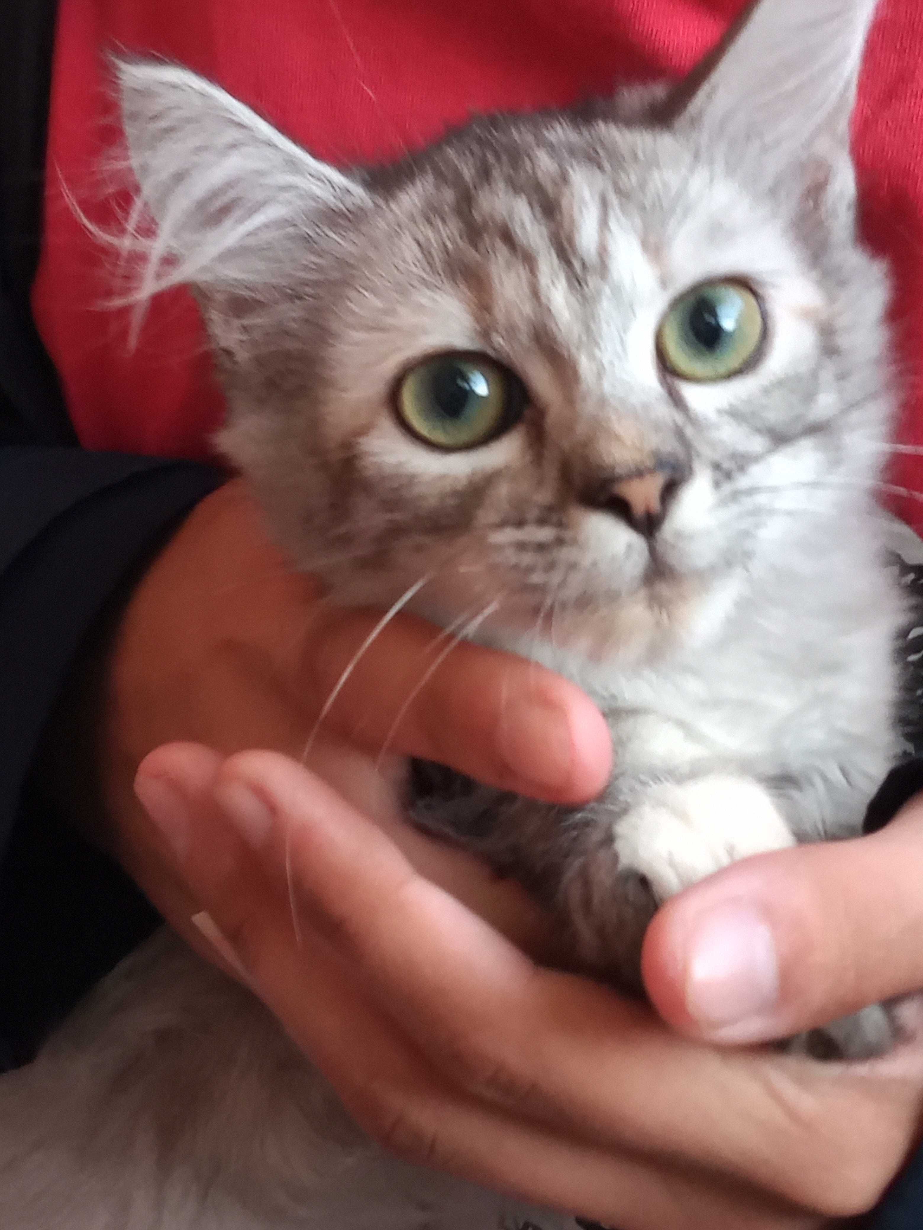 Продам Пiдрощене Кошеня Породи Сибірська Кішка дівчинка