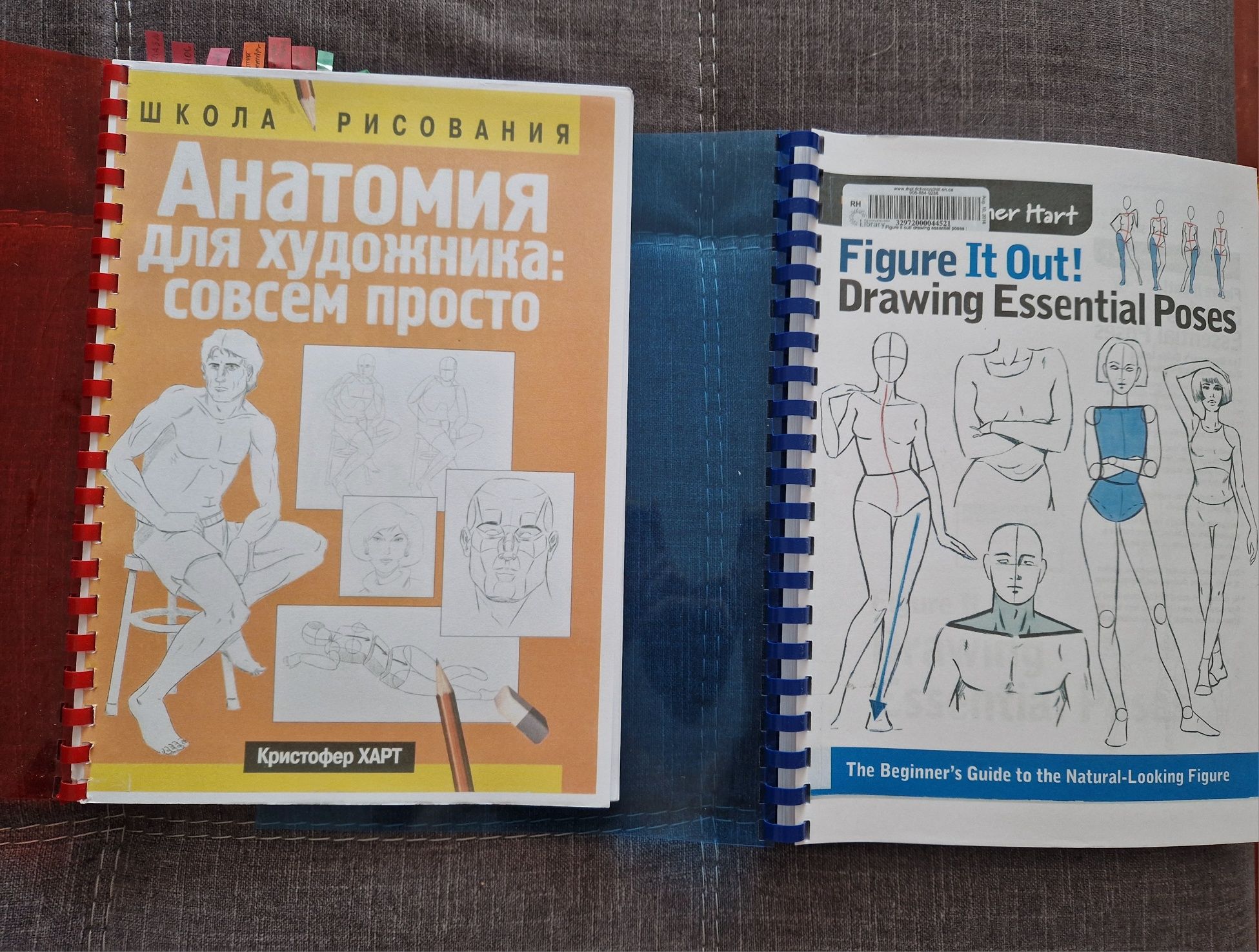 Анатомія для художника