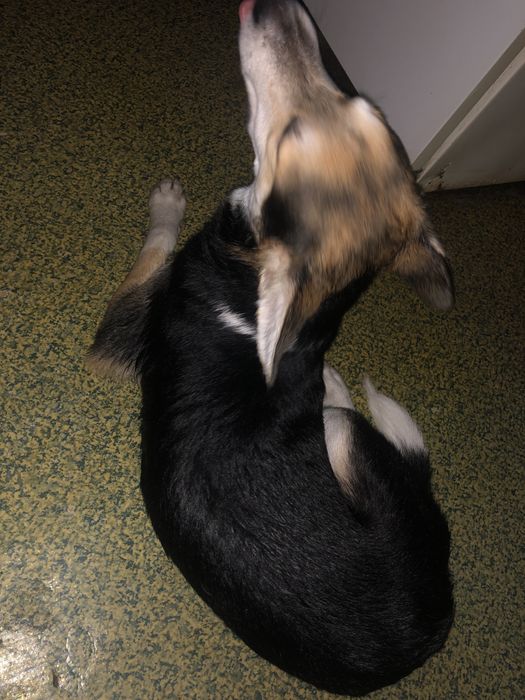 Отдам собаку в добрые руки !