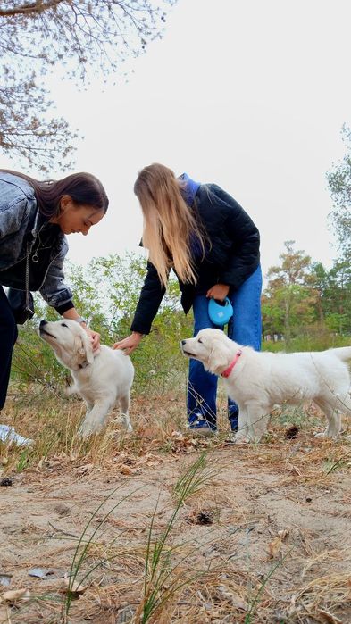 Цуценята золотистого ретривера
