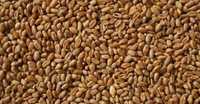 Продам зерно  пшеницу