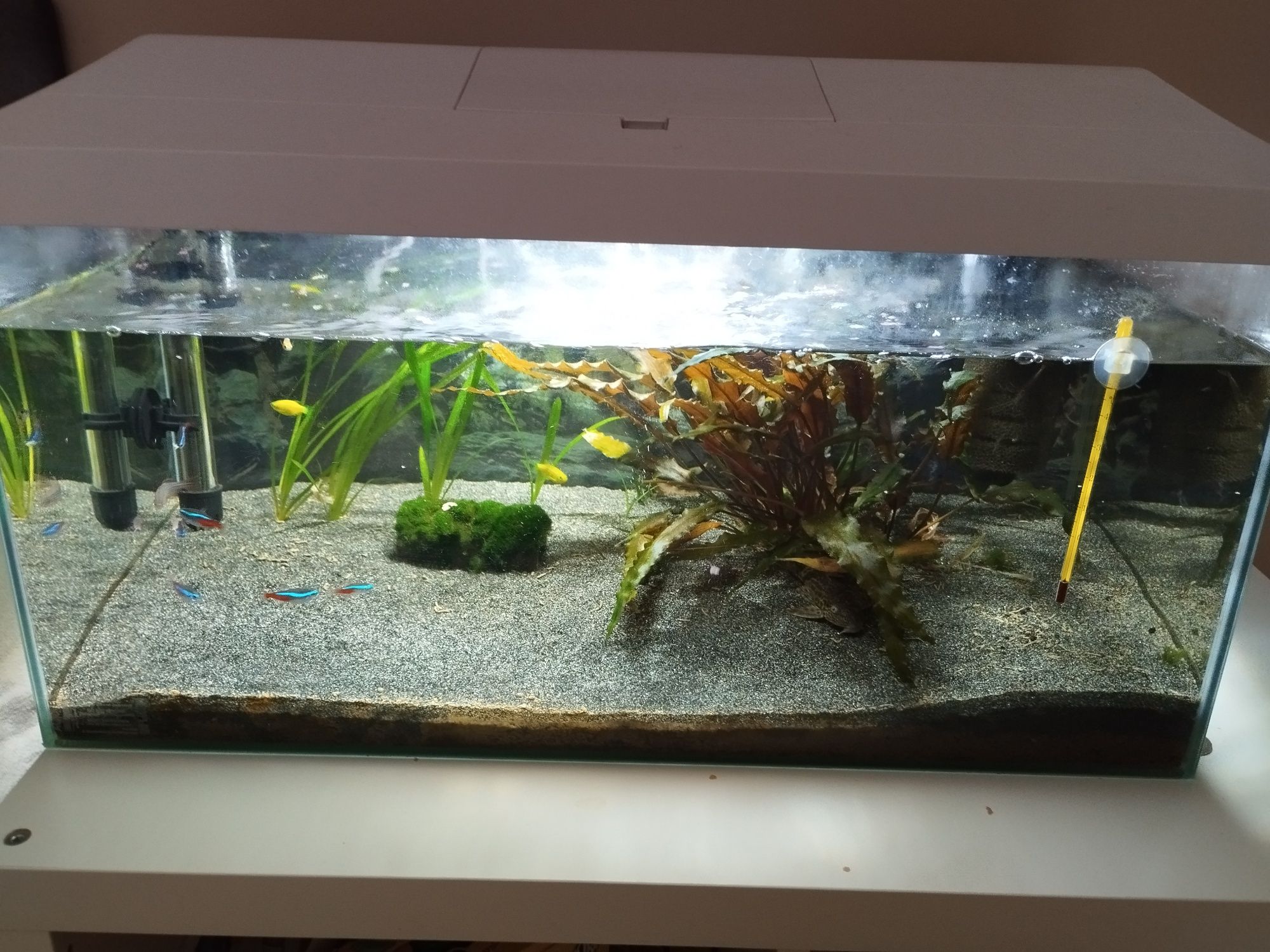 Akwarium 56litrow