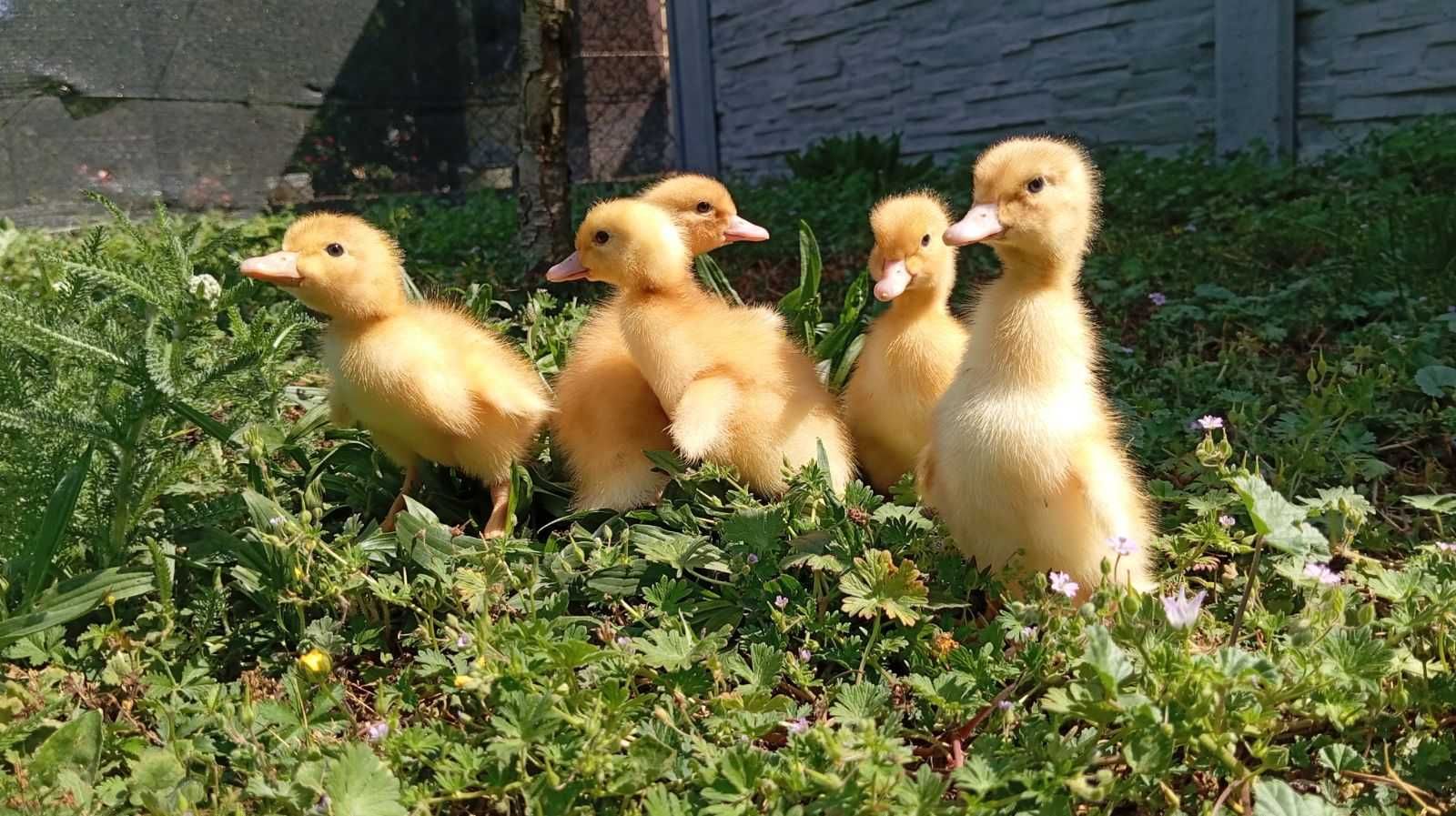 kaczki pekin ,dworka,kurka,indyczki,perliczki i gęsi- małe i odchowane