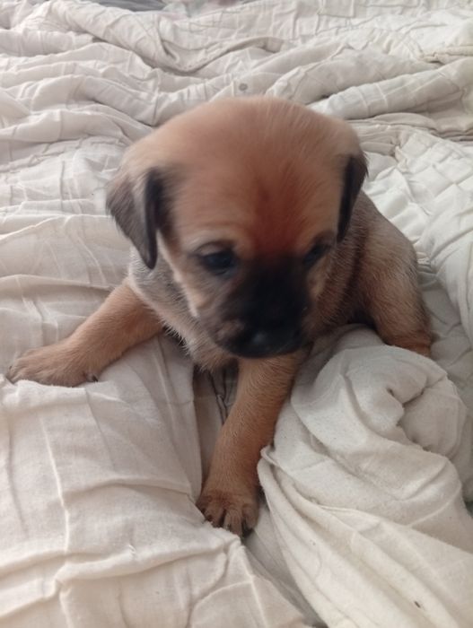 Piesek szczeniak oddam