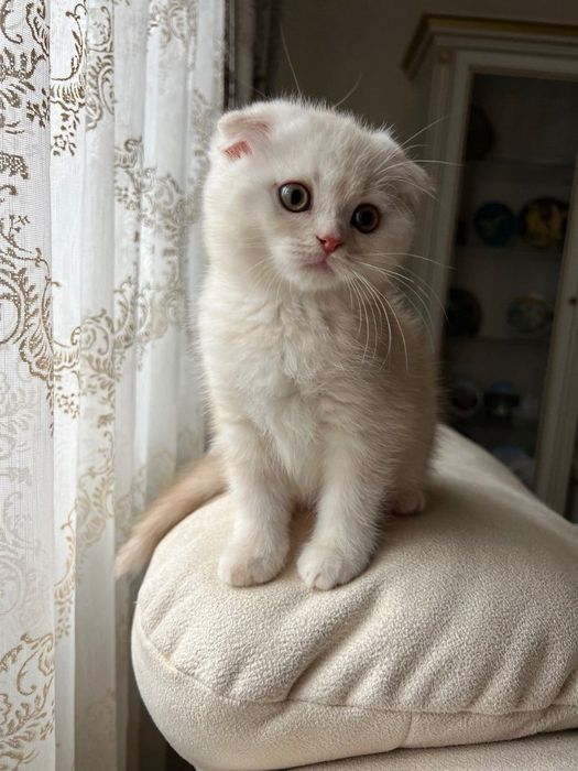 Продаються шотландські кошенята!