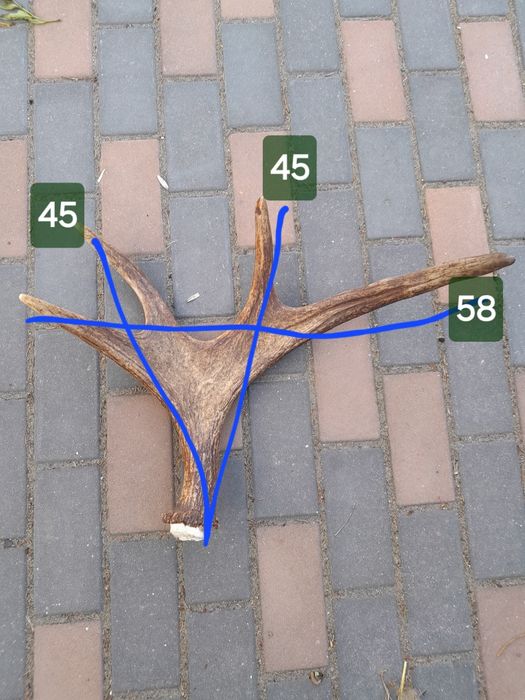 Rosocha łosia 2.15kg poroże