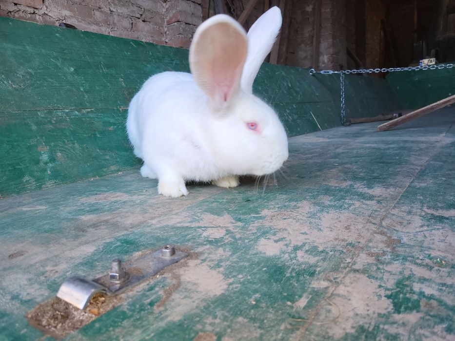 Krolik belgijski.  młode rasowe