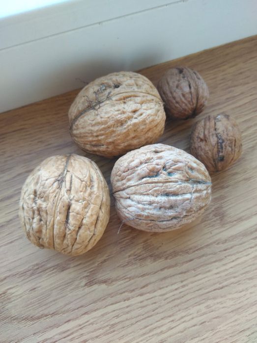 Грецькі горіхи на посадку.