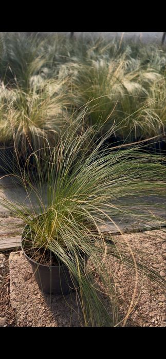 Trawy ozdobne, Miskant, Rozplenica, Hakonechloa