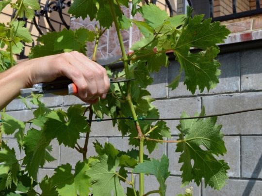 Poda de árvores de fruto e instalação de rega – Sertã