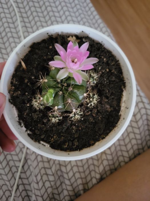 Кактус квітучій ( квітне кожен рік)