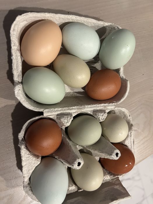 Jajka od szczęśliwych kur, kolorowe!