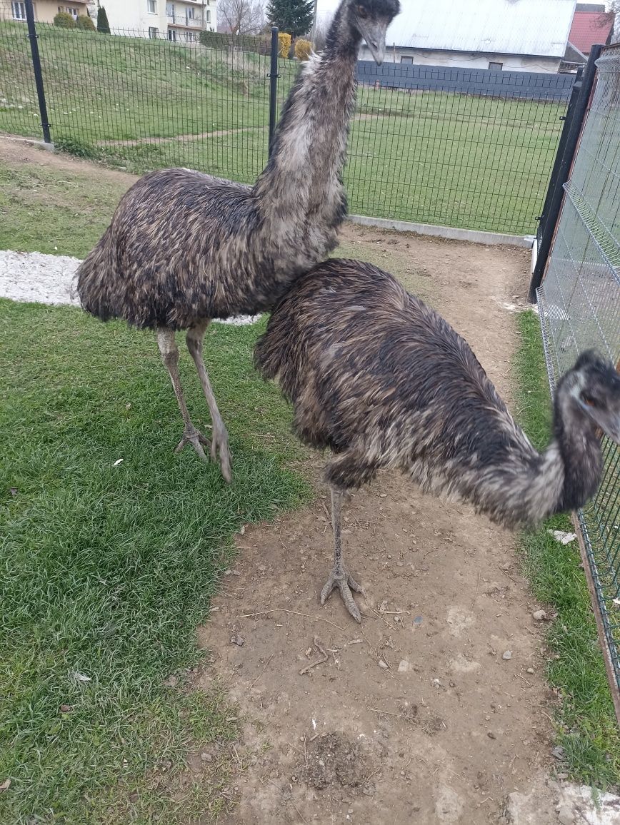 Sprzedam strusie emu.