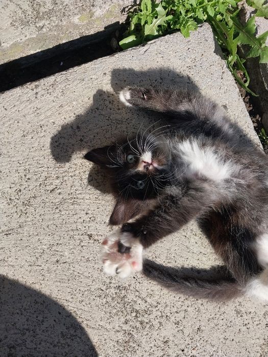 Кошенятка билий з шоколадом і шоколад. Віддам в гарні руки!
