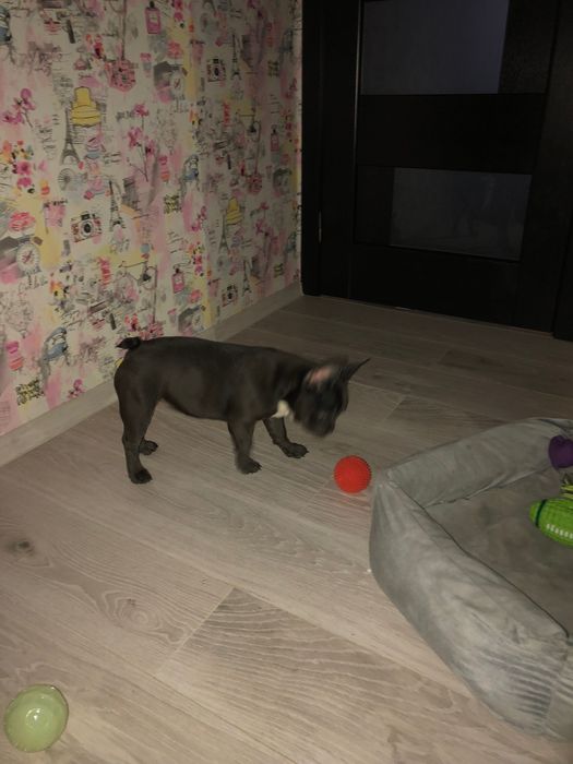 Французький бульдог дівчинка