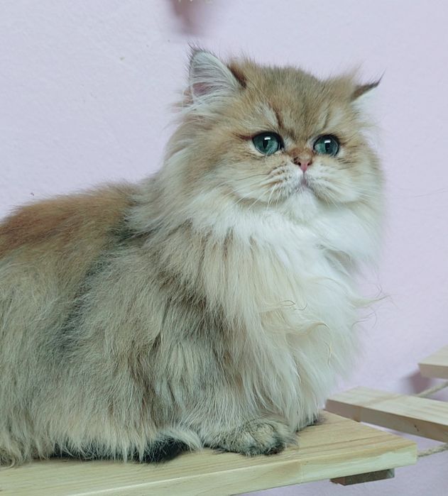 Menina british longhair golden