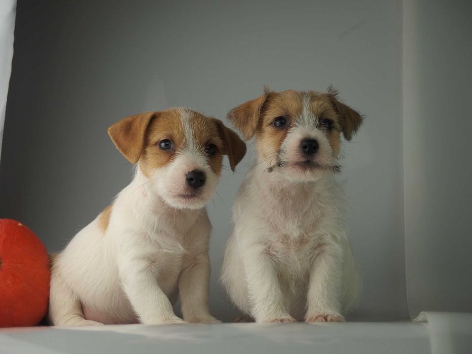 Jack russell  FCI Jakość