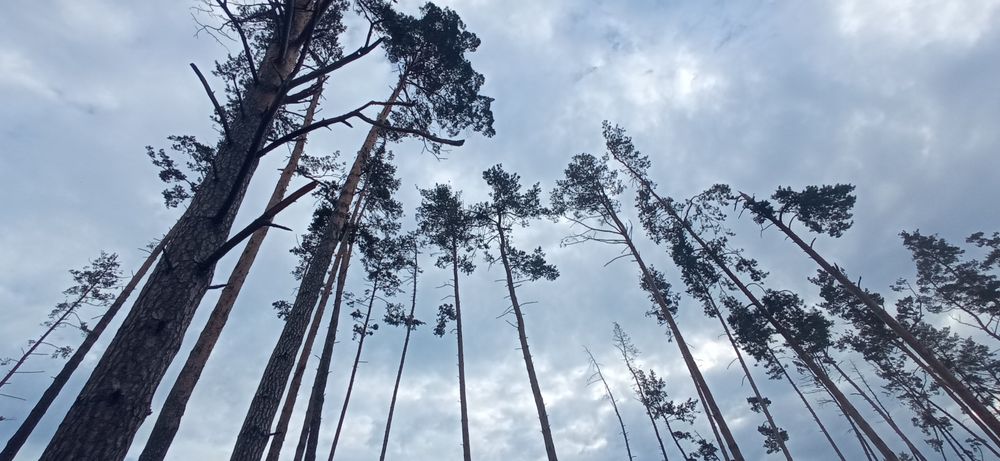 Продам земельну ділянку у с. Кедина Гора