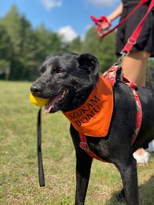 Gucio-łagodny i mądry pies szuka domu