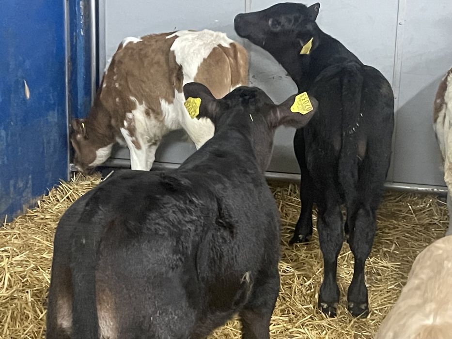 Cielaki mięsne  do chowu