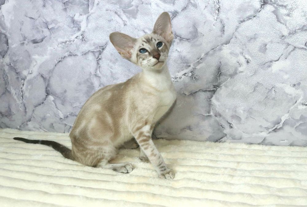 Сіамоорієнтальна дівчинка