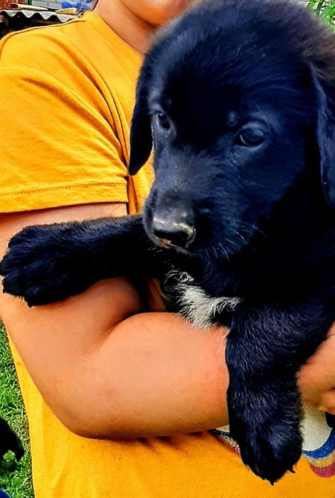 Відам у добрі руки цуценят