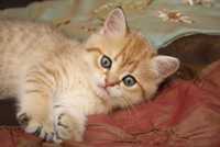 британские котята рыжего окраса