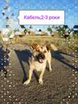 Отдам кабеля в хорошие руки!