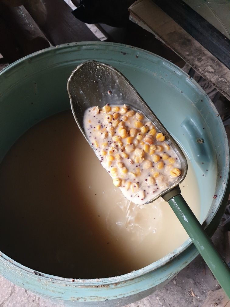 Kukurydza wedkarska fermentowana na amura/karpia